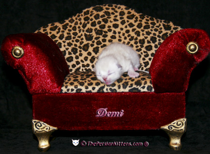 persian kitten pictures