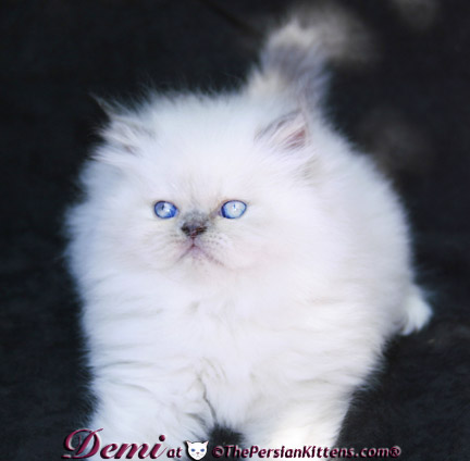 persian kitten pictures