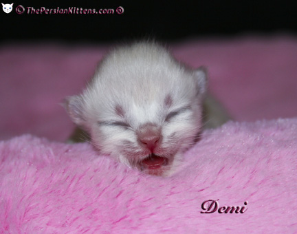persian kitten pictures