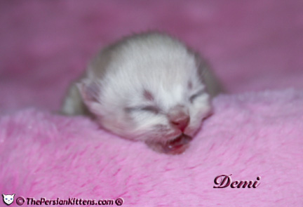 persian kitten pictures