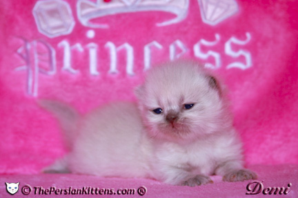 persian kitten pictures