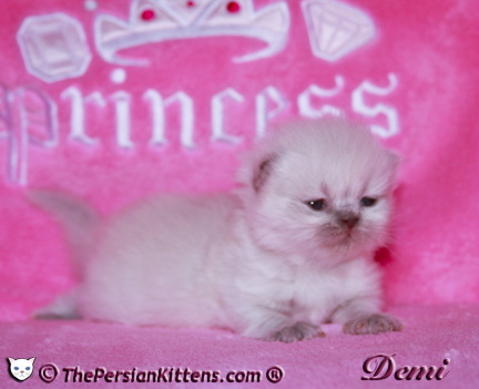 persian kitten pictures
