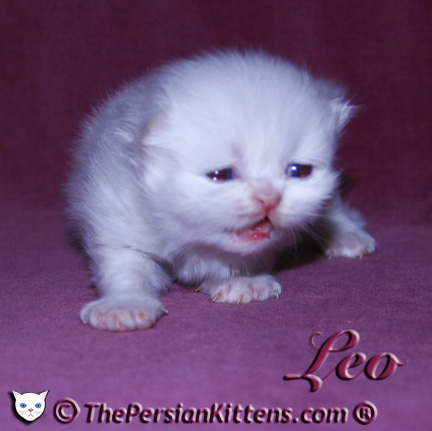 persian kitten pictures