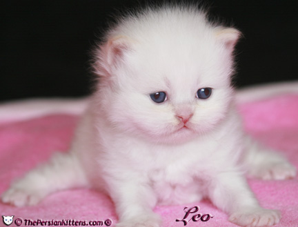 cream point persian kitten pictures