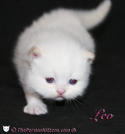 cream point persian kitten pictures