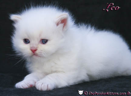 cream point persian kitten pictures