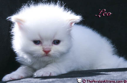 cream point persian kitten pictures