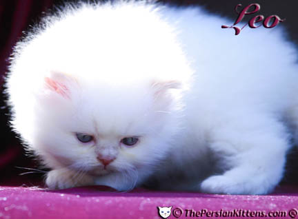 cream point persian kitten pictures