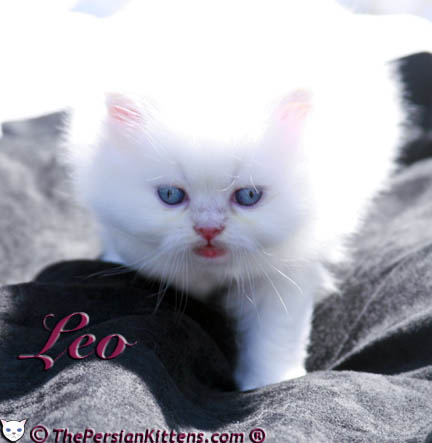 cream point persian kitten pictures