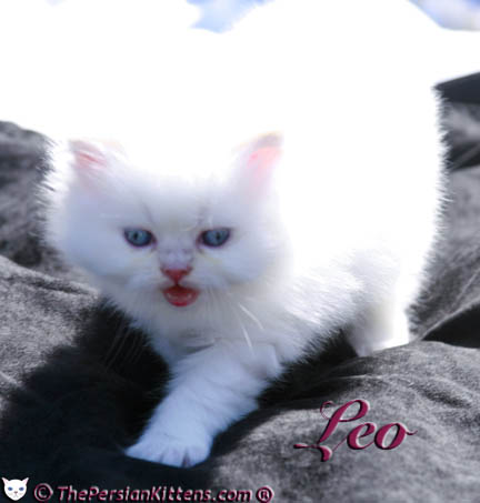cream point persian kitten pictures