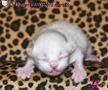 persian kitten pictures lilac point