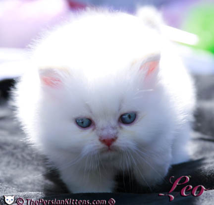 cream point persian kitten pictures