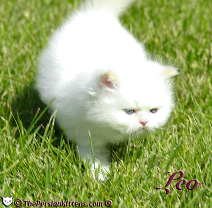 cream point persian kitten pictures