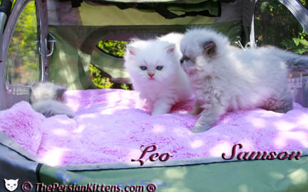 cream point persian kitten pictures