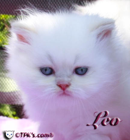 cream point persian kitten pictures
