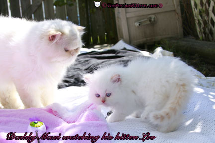 cream point persian kitten pictures