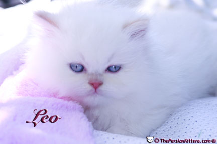 cream point persian kitten pictures