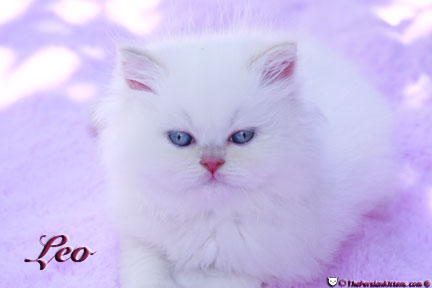 cream point persian kitten pictures