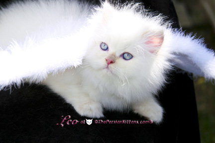 cream point persian kitten pictures