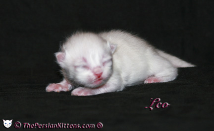 persian kitten pictures