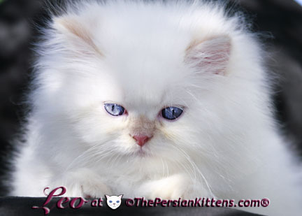 cream point persian kitten pictures
