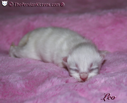 persian kitten pictures