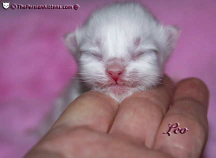persian kitten pictures