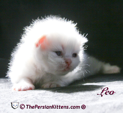 persian kitten pictures