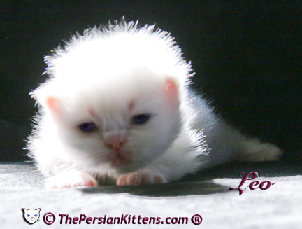persian kitten pictures