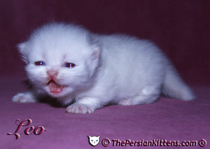 persian kitten pictures