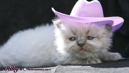 persian kitten pictures