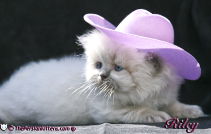 persian kitten pictures