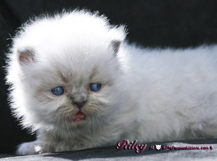 persian kitten pictures