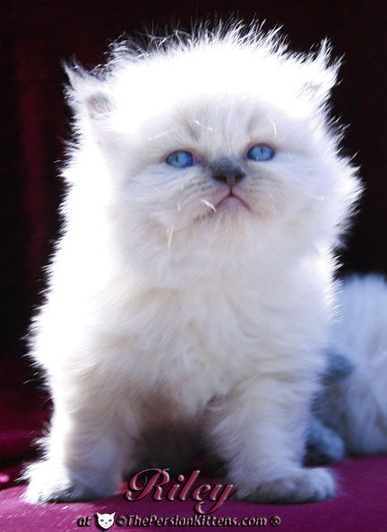 persian kitten pictures