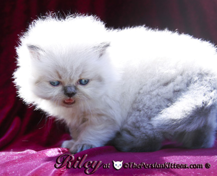 persian kitten pictures