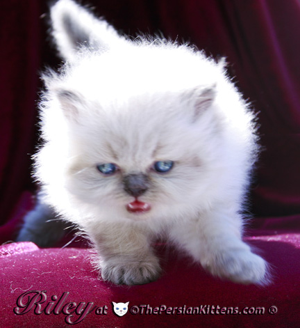 persian kitten pictures