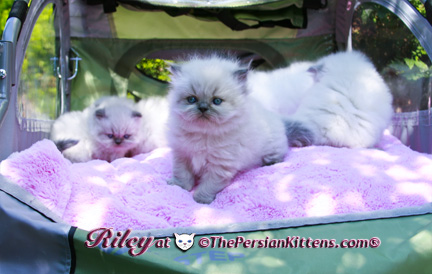 persian kitten pictures