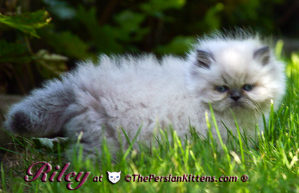 persian kitten pictures