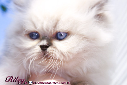 persian kitten pictures