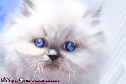 persian kitten pictures