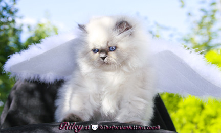 persian kitten pictures