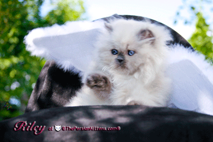 persian kitten pictures
