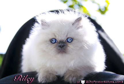 persian kitten pictures
