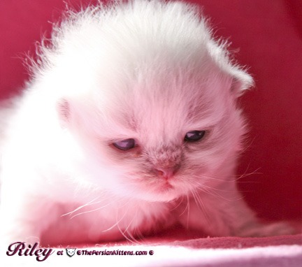 persian kitten pictures