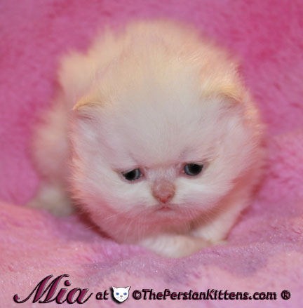 cream point persian kitten pictures