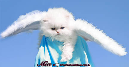 cream point persian kitten pictures