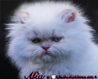 persian kittens for sale