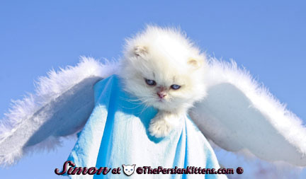picture of persian kitten