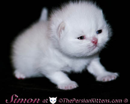 persian kitten