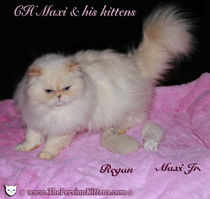 persian kitten